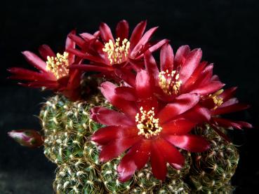 Flower of mother plant